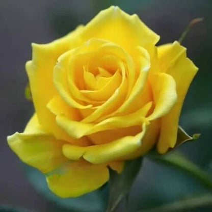 Rose Seeds - Heirloom Flower Plant for Home Gardens