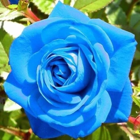 Rose Seeds - Heirloom Flower Plant for Home Gardens