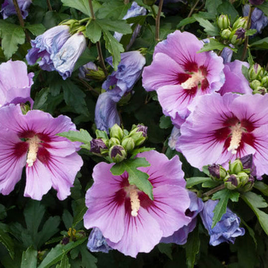 Rose of Sharon Hibiscus Syriacus Seeds