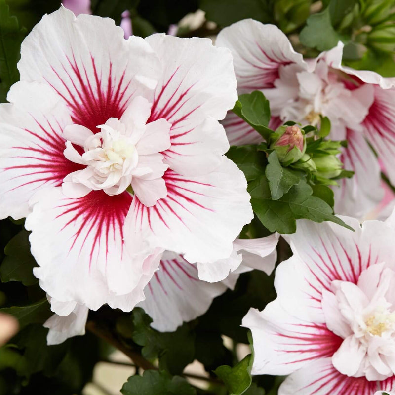 Rose of Sharon Hibiscus Syriacus Seeds