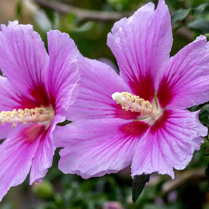 Rose of Sharon Hibiscus Syriacus Seeds