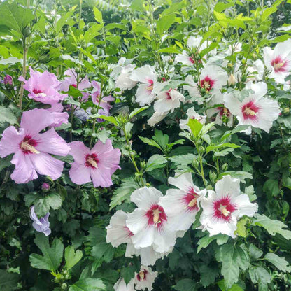 Rose of Sharon Hibiscus Syriacus Seeds