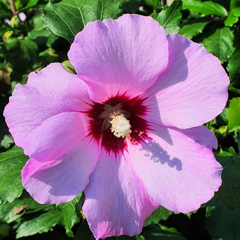 Rose of Sharon Hibiscus Syriacus Seeds