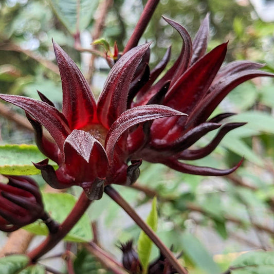 Roselle Seeds