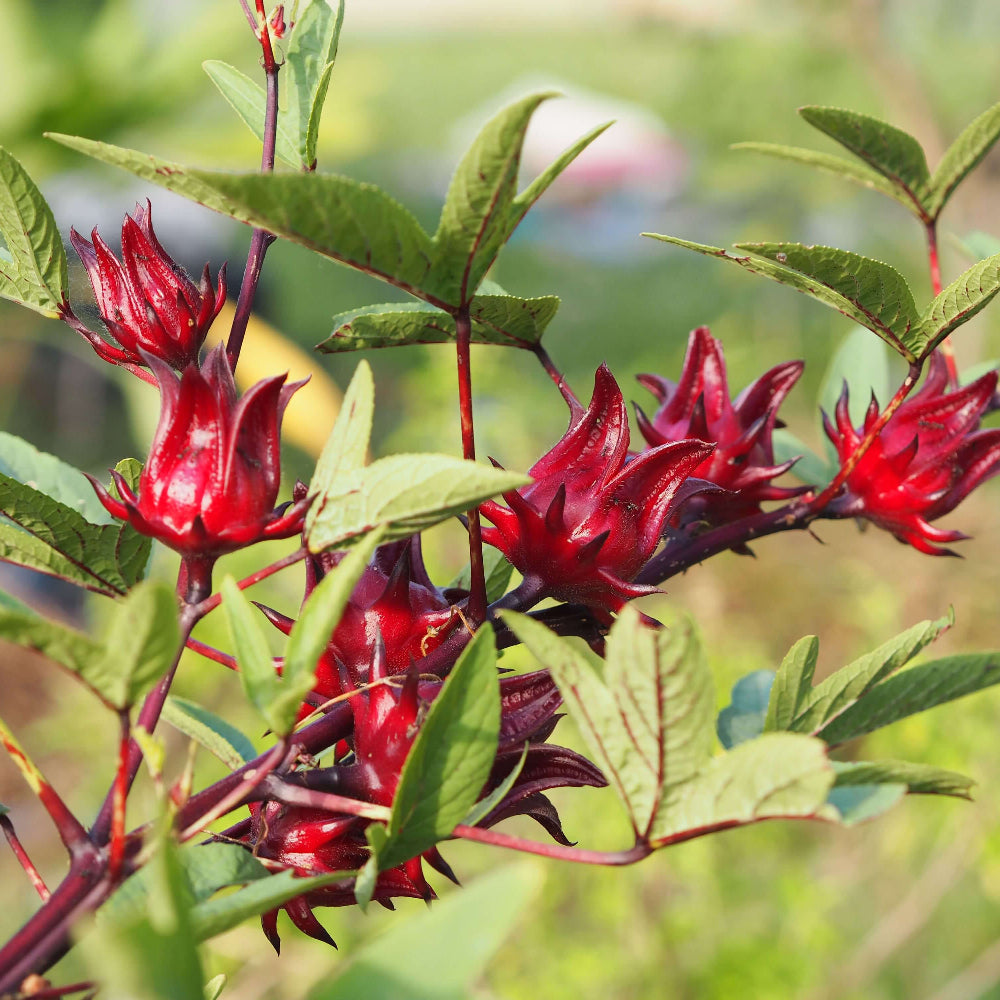 Roselle Seeds