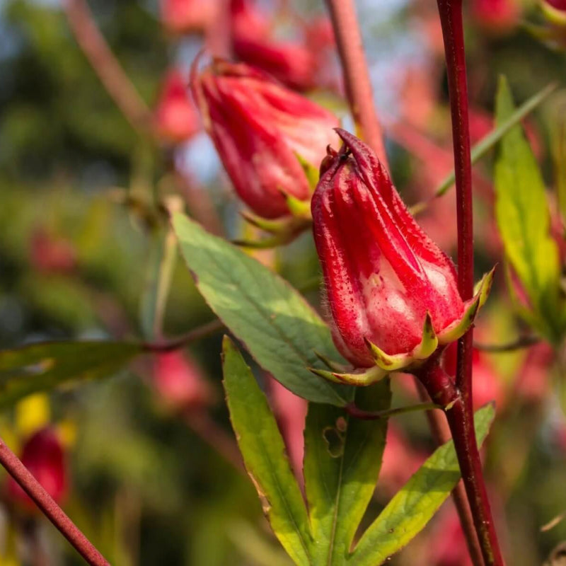 Roselle Seeds