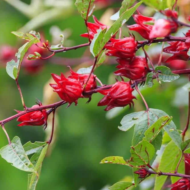 Roselle Seeds