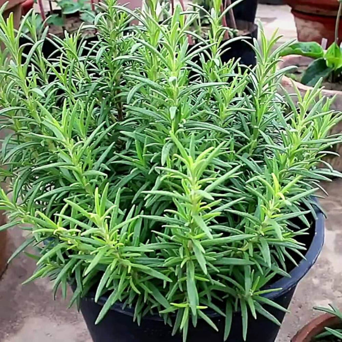 Rosemary Seeds - Herbal Plant