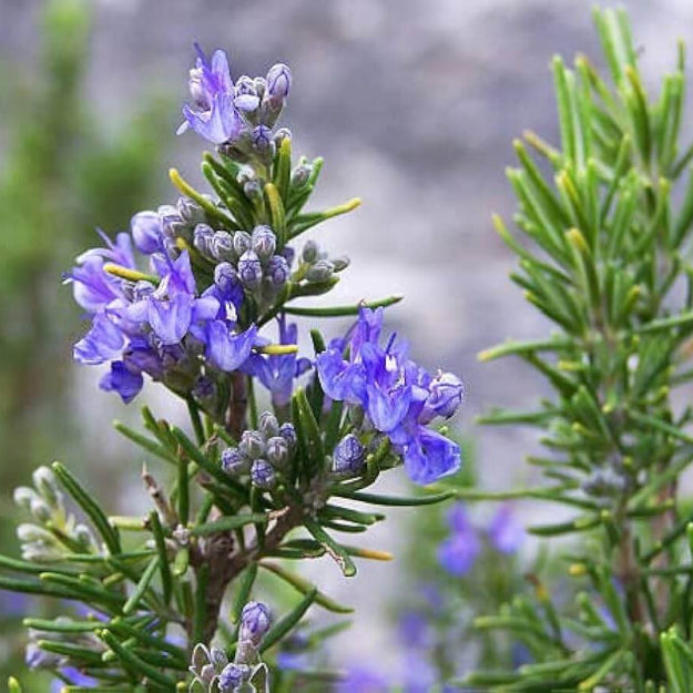 Rosemary Seeds - Herbal Plant