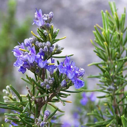 Rosemary Seeds - Herbal Plant