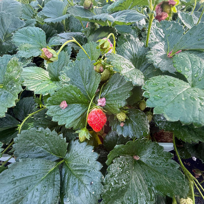 RosyPink Strawberry 
