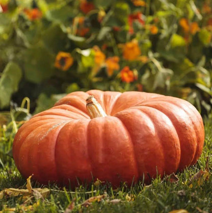 Rouge Vif D'Etampes Pumpkin Seeds - Heirloom Vegetable Plant for Home Gardens