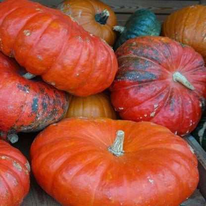 Rouge Vif D'Etampes Pumpkin Seeds - Heirloom Vegetable Plant for Home Gardens