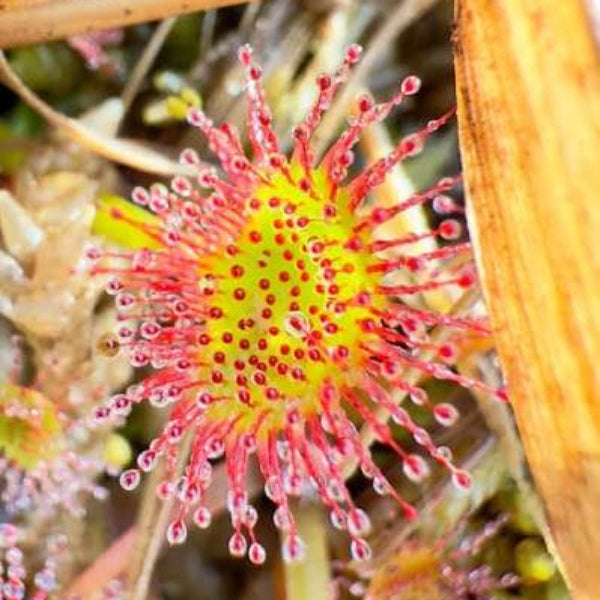 Round-Leaved Sundew Seeds 