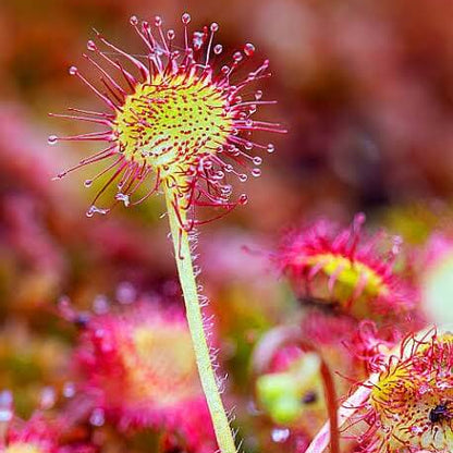 Round-Leaved Sundew Seeds 