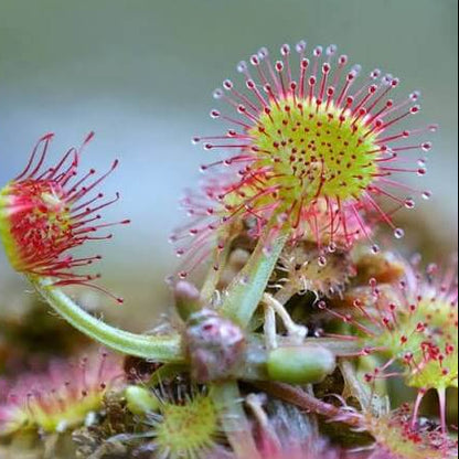 Round-Leaved Sundew Seeds 
