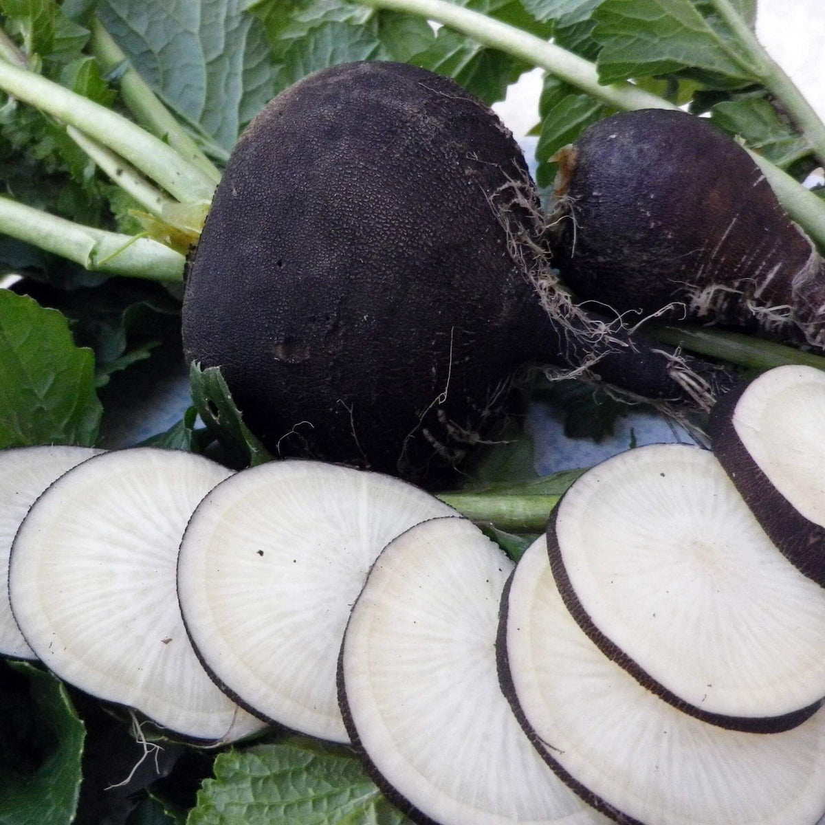 Round Black Radish Seeds