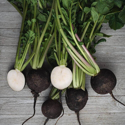 Round Black Radish Seeds