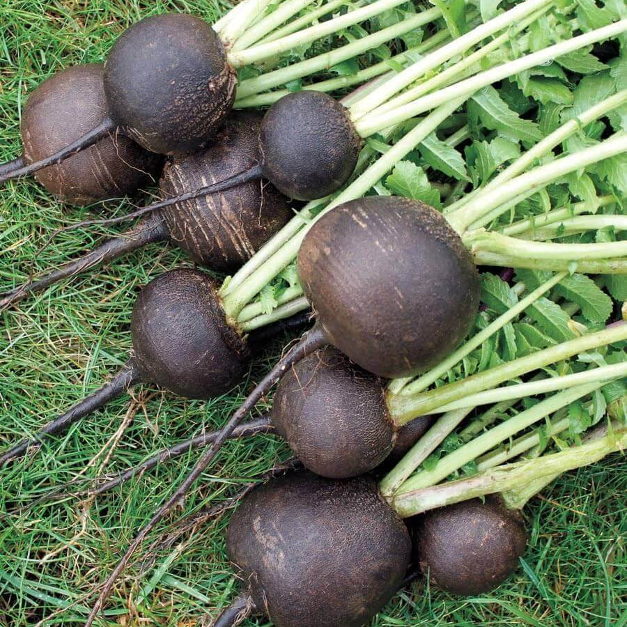 Round Black Radish Seeds