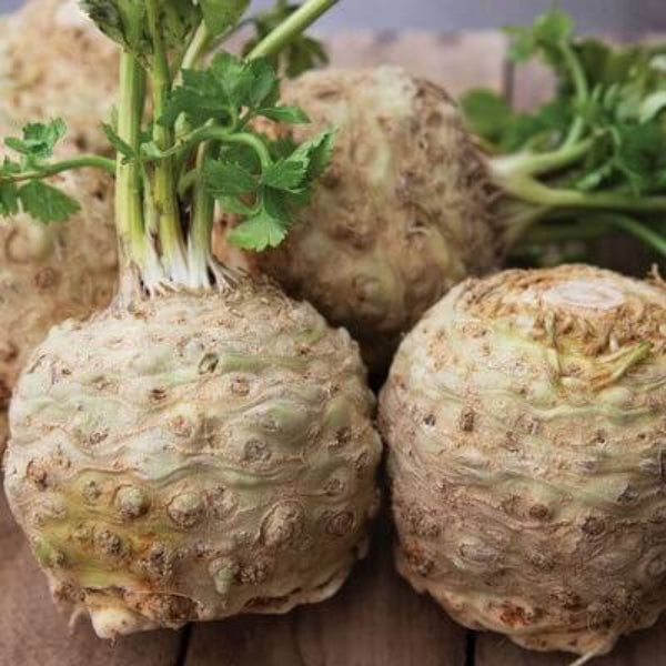 Round Root Celeriac Seeds