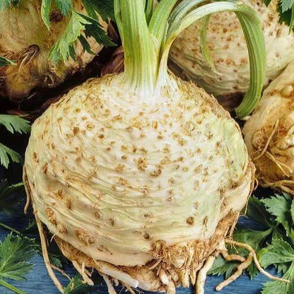 Round Root Celeriac Seeds