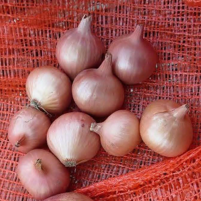 Round Shallot Seeds 