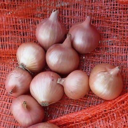 Round Shallot Seeds 