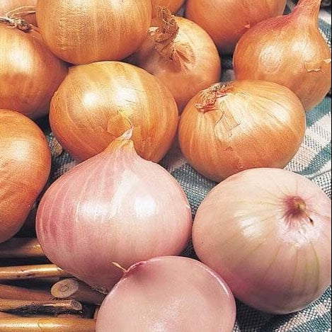Round Shallot Seeds 