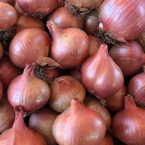 Round Shallot Seeds 