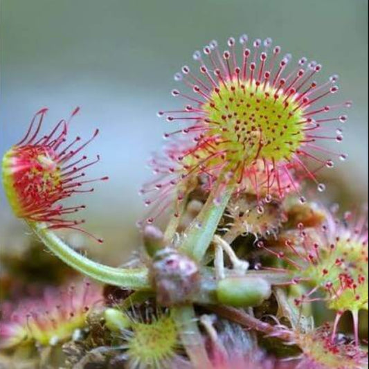 Roundleaf Sundew Seeds 