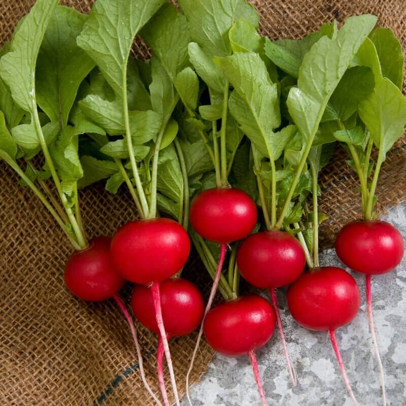 Rover Radish Seeds 