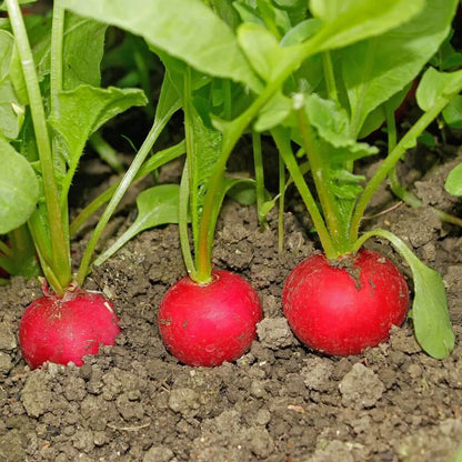 Rover Radish Seeds 
