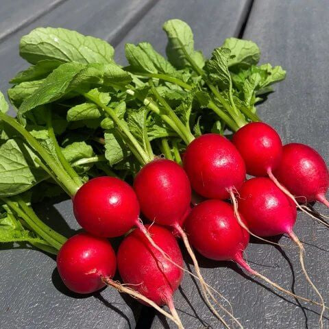 Rover Radish Seeds 