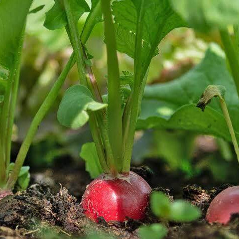 Rover Radish Seeds 