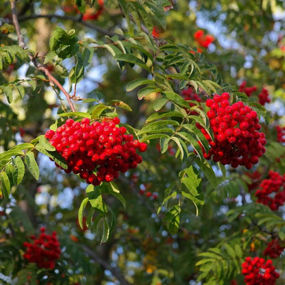 Rowan Seeds