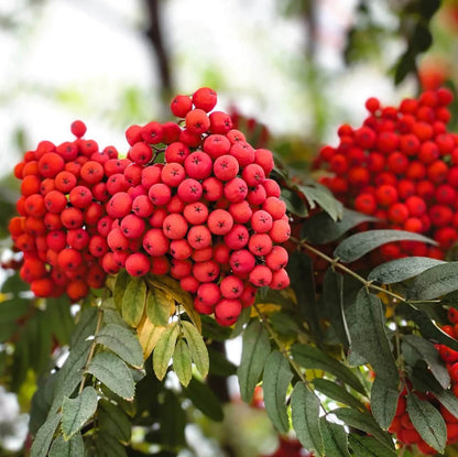 Rowan Seeds