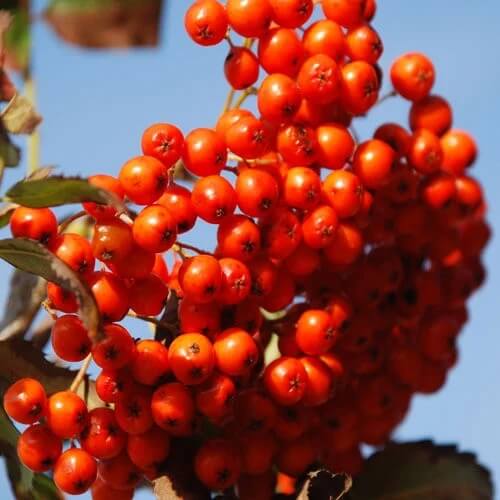 Rowan Seeds