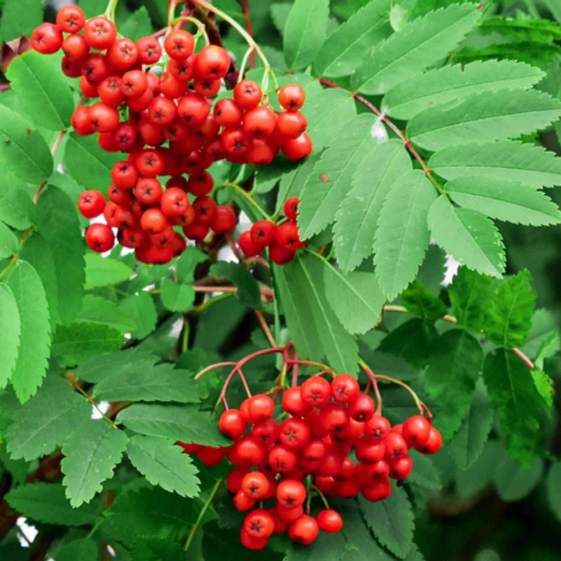 Rowan Seeds