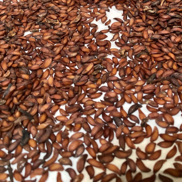 Rowan Seeds