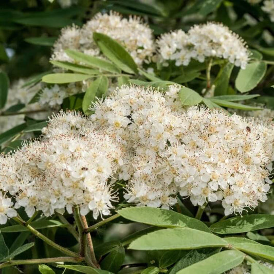 Rowan Tree Seeds 