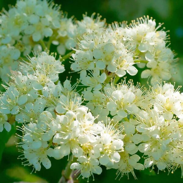 Rowan Tree Seeds 