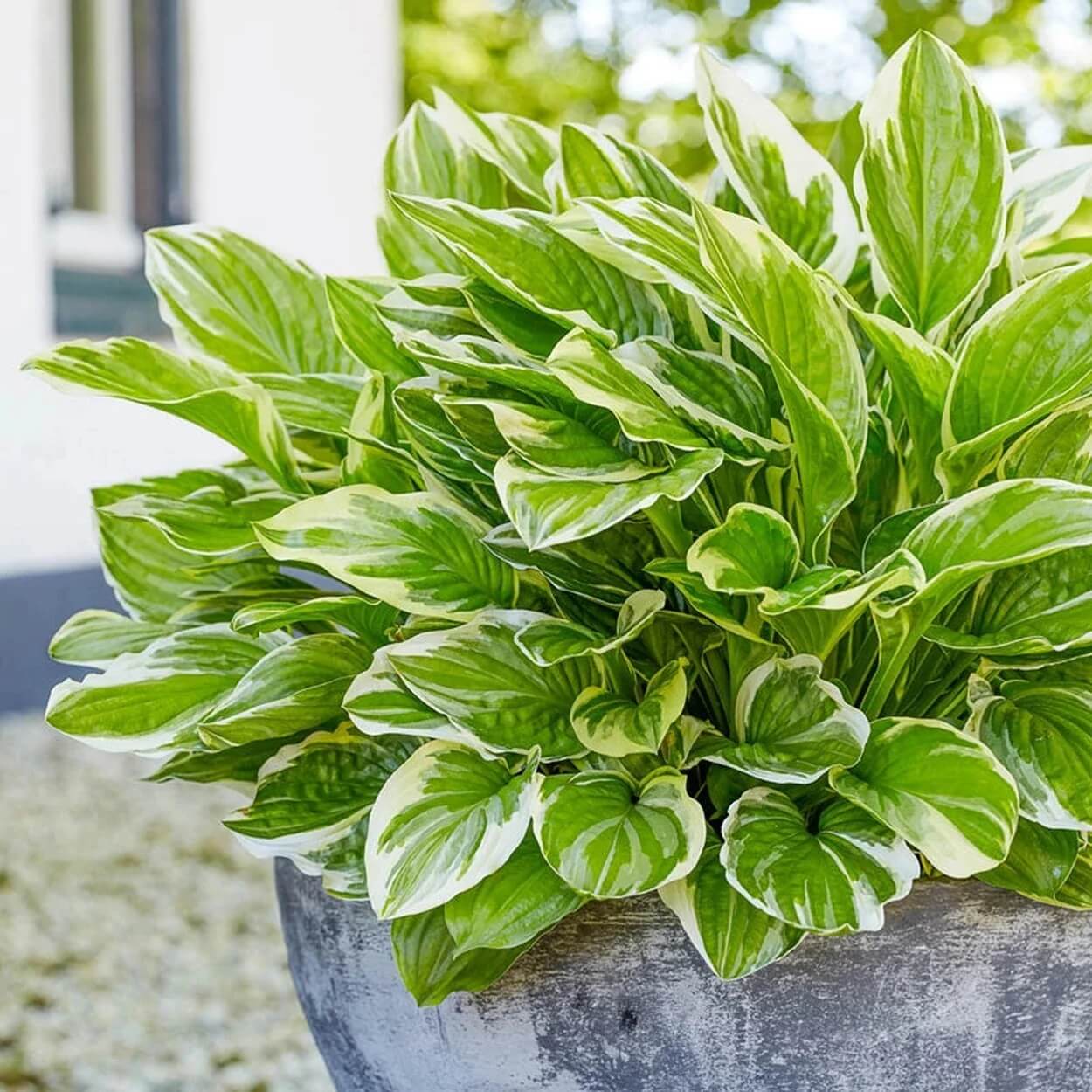 Royal Leaf Hosta Seeds 