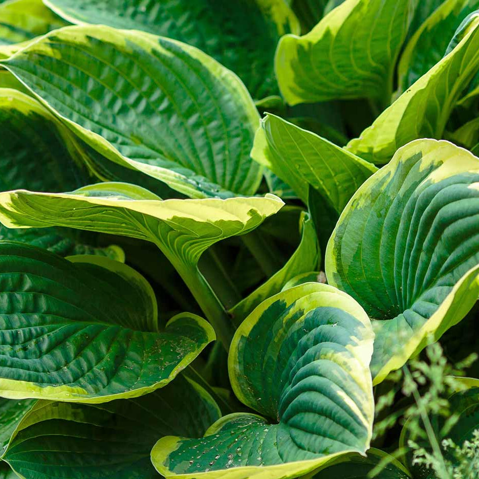 Royal Leaf Hosta Seeds 