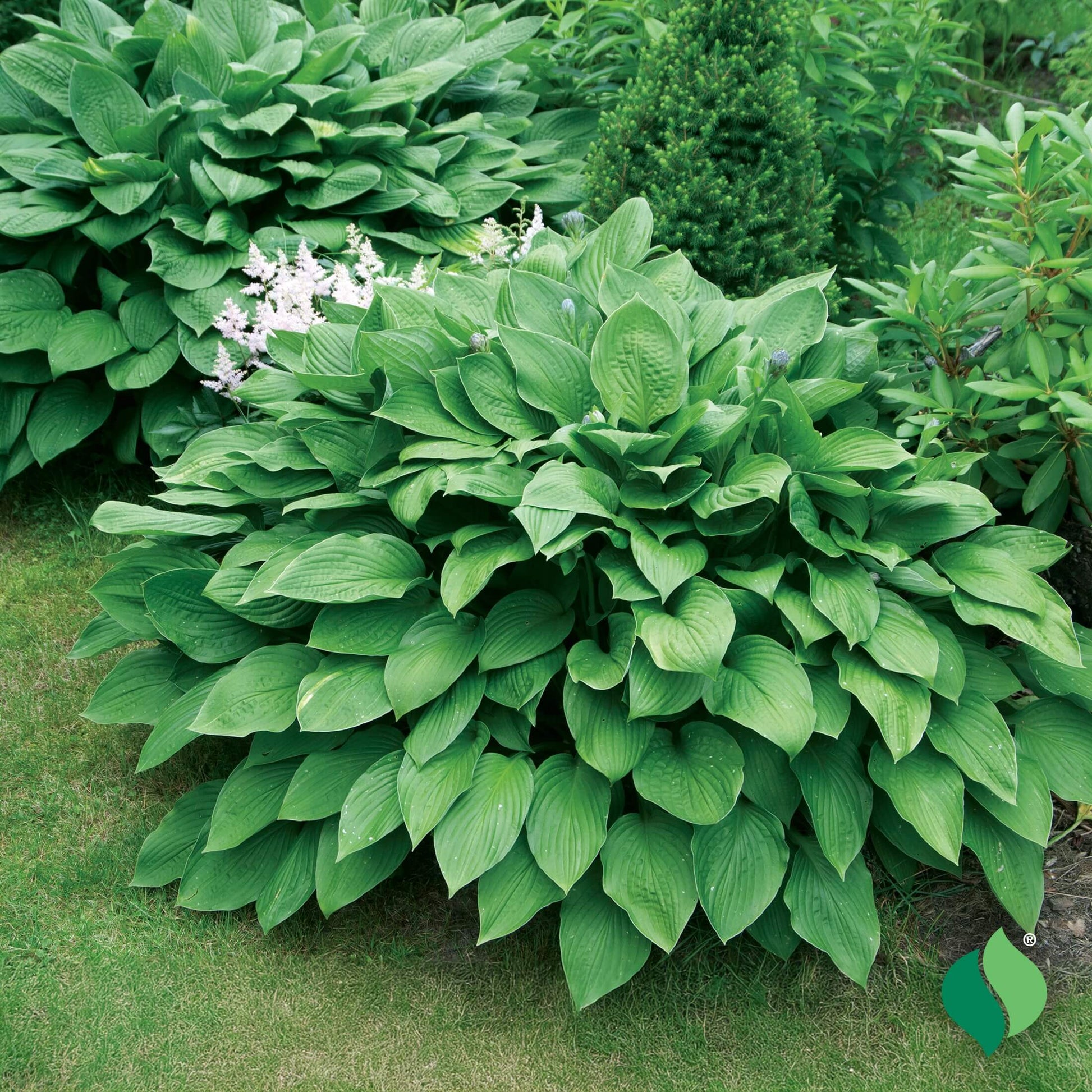 Royal Leaf Hosta Seeds 