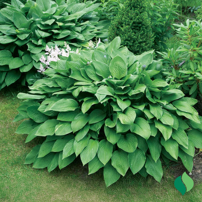 Royal Leaf Hosta Seeds 