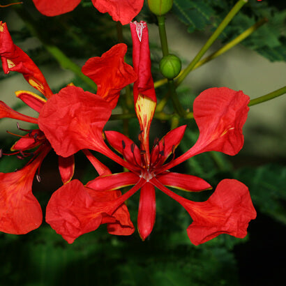 Royal Poinciana Seeds - Flower Plant