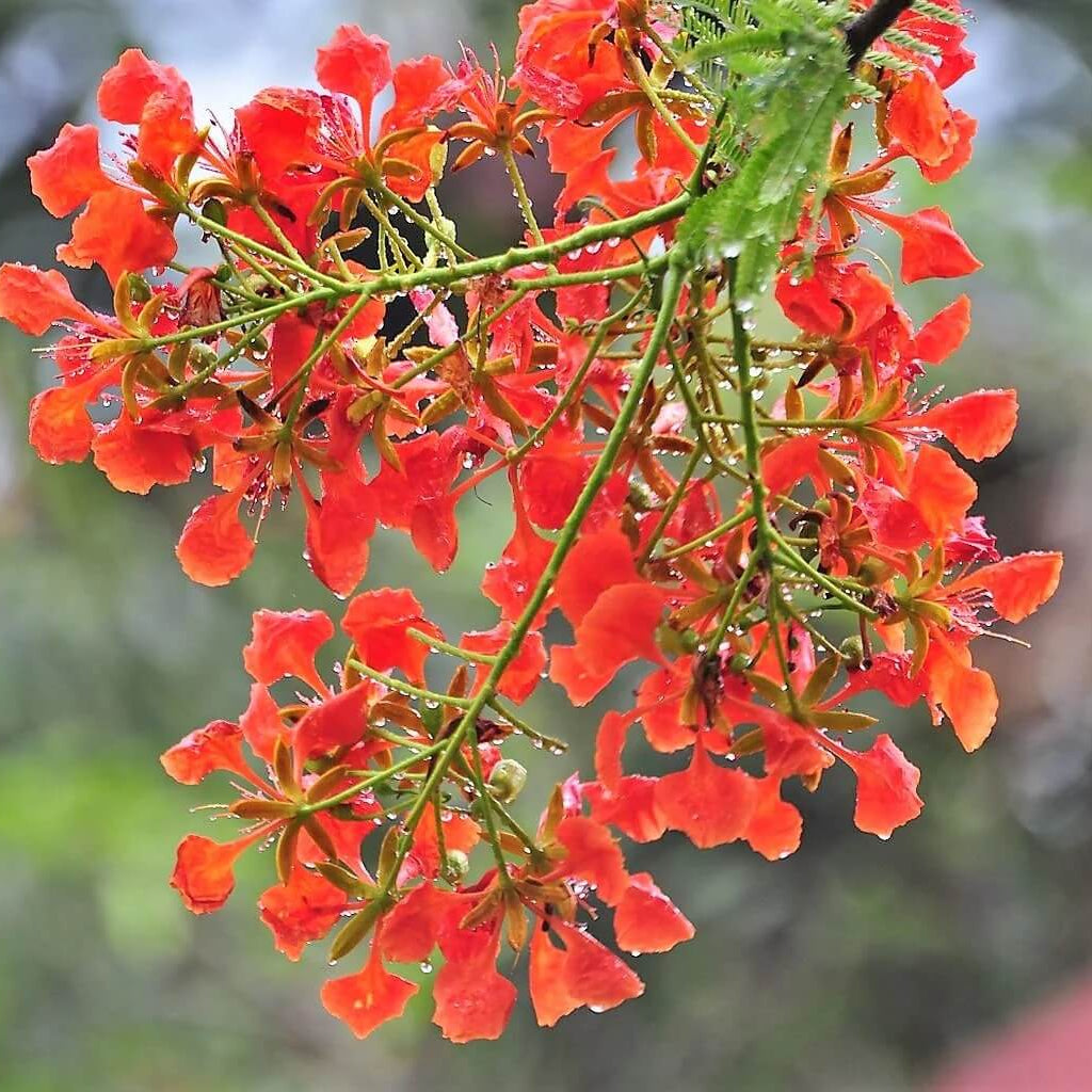 Royal Poinciana Seeds - Flower Plant