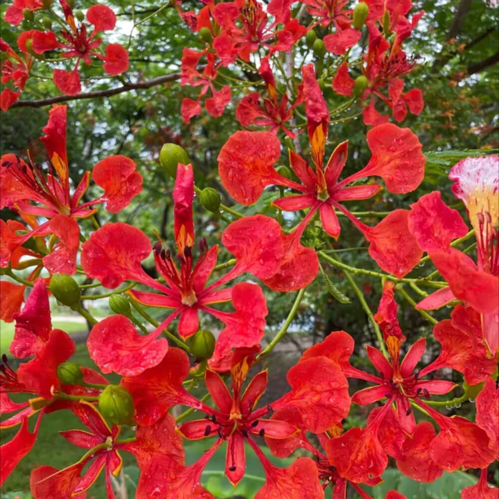 Royal Poinciana Seeds - Flower Plant