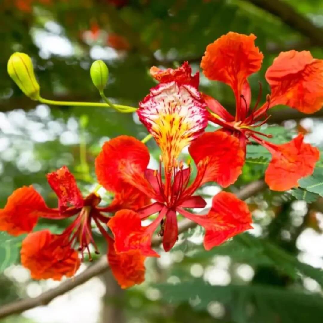 Royal Poinciana Seeds - Flower Plant