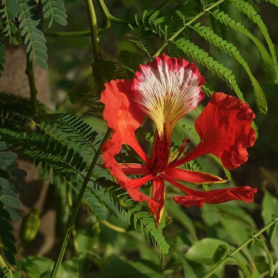 Royal Poinciana Seeds - Flower Plant